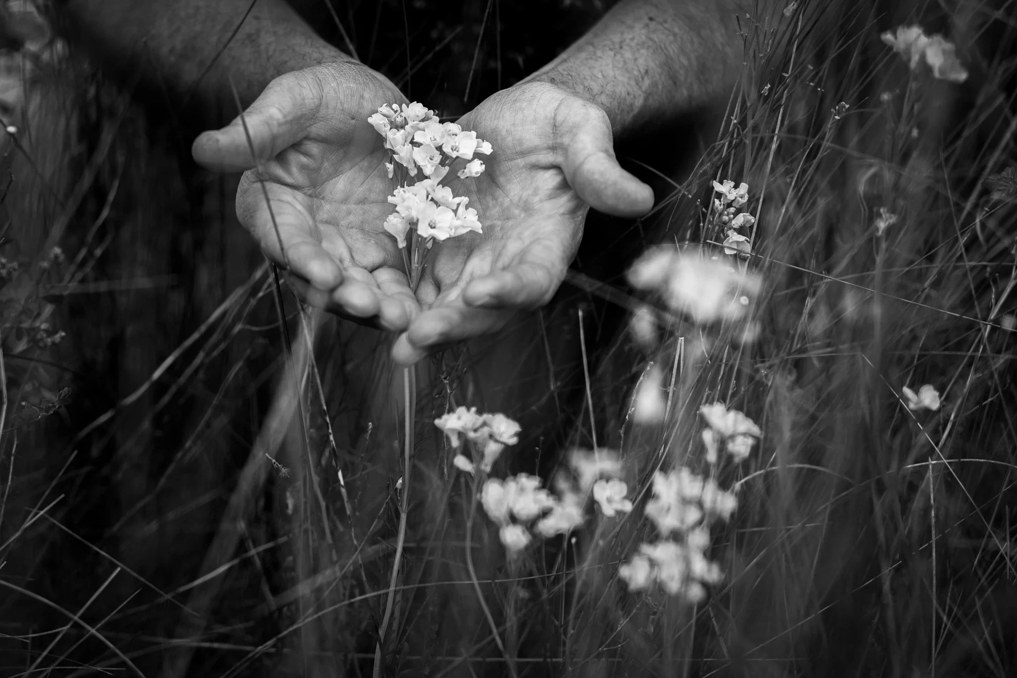 Domei Plant Practices